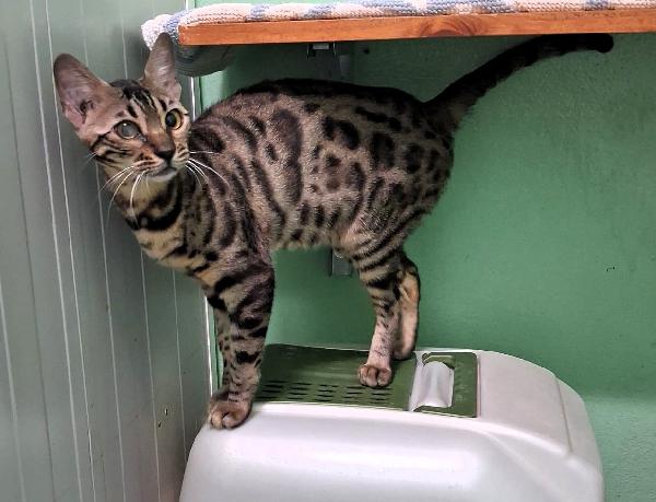 KALI' GATTINA BENGALA Foto 3